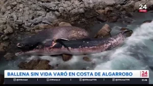 Ballena sin vida varó en costa de Algarrobo