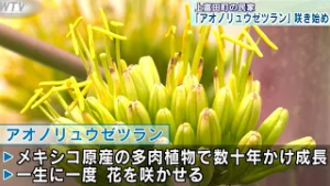 数十年かけて成長し一生に一度だけ花を咲かせる「アオノリュウゼツラン」咲き始め 和歌山県上富田町