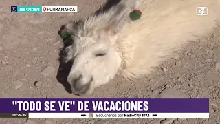 The Truth About Photos With Llamas in the Quebrada de Humahuaca: How Much Do They Cost?