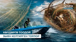 КӨЛДӨРГӨ ТООДОЙ  ЗЫЯН  КЕЛТИРГЕН  ТОРЛОР