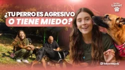 When can a dog show signs of anxiety or aggression? | Dr. Lauvet | Teleantioquia