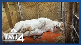 Shalom Wildlife Zoo's beloved tiger Ginger dies, leaving behind 4 cubs and grieving fans