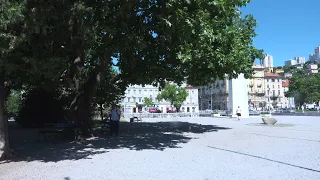 Riječka platana na Delti u izboru za Hrvatsko stablo 2026. godine
