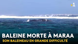 Papara: dead whale washes up in the Maraa lagoon