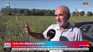 Tarlada bedava karpuz!