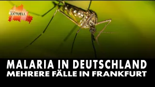 Frankfurt: Multiple cases of malaria reported