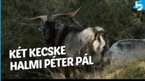 Halmi Péter Pál: Kék kecske