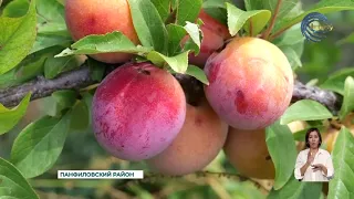 Behind Every Juicy Apple or Sweet Grape Lies More Than Just a Good Season