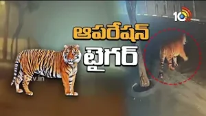 Forest Department Arrangements to Capture Tiger | పులిని పట్టుకునేందుకు అటవీ శాఖ ముమ్మర ఏర్పాట్లు |