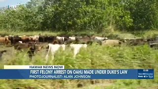 Illegal hunting report at West Oahu ranch leads to first arrest under ‘Duke’s Law’