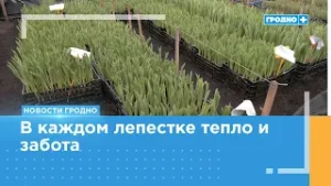 Около 200 тысяч цветов высадили в Гродно, из них – 15 тысяч тюльпаны