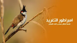 The Emperor of Tweets: The Story of the Bird with the Shining Cheek! Quest Arabiya