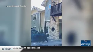 What's Trending: Bear family breaks into car