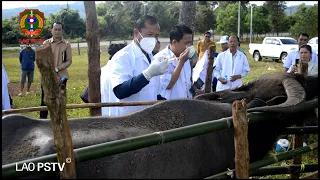 ການນໍາເມືອງ ທ່າແຕງ ຖືສຳຄັນວຽກງານສັກຢາກັນພະຍາດສັດລ້ຽງ ໃຫ້ປະຊາຊົນ