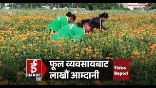 कोरोनापछि बदलियो जीवन—फूल व्यवसायले दियो लाखौँ आम्दानी।