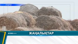 DIGITAL SYSTEM IMPLEMENTED IN VETERINARY SECTOR