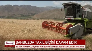 More than 5,000 hectares of grain planted in Shahbuz for this year's harvest