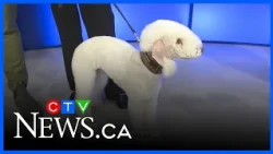 Ottawa's largest pet festival