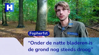 Leaves falling far too early in Heilooërbos due to drought