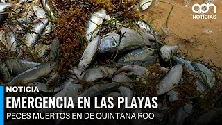 Miles de peces terminan asfixiados y flotando sin vida en Puerto Morelos