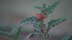 How much is the warm winter affecting Colorado gardens?