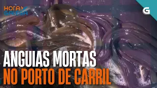 Ducias de ANGUIAS MORTAS no porto de Carril | HORA GALEGA