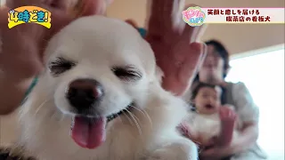 我が家のペット自慢 & 笑顔と癒しを届ける喫茶店の看板犬『喫茶ちゃいむ』（日南市）& 保護犬・保護猫情報♪　2026年9月25日（金）「4時どき！」