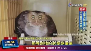 非法鳥網長度逾500m 害4隻黑鳶「掛網慘死」