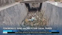 STHI - Donggala: El Nino Phenomenon Threatens Farmers with Crop Failure