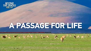 How the Qinghai-Xizang Railway made room for wildlife