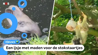 Summer of 2026 is the hottest summer ever recorded in the Netherlands, for animals too
