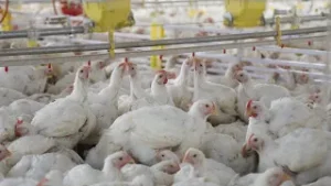 Profissionais e inovação impulsionam a avicultura no Oeste de SC