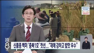 신품종 백미 ‘충북1호’ 첫선...“재해 강하고 밥맛 우수”