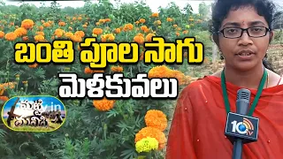 Marigold Cultivation | బంతి పూల సాగు మెళకువలు | Matti Manishi | 10TV