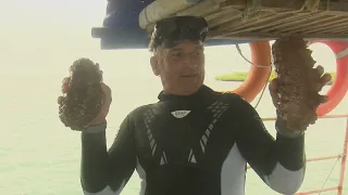 Aug 6 Sea Cucumber Fishing
