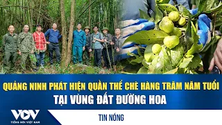 Quang Ninh discovers a centuries-old tea population in Duong Hoa | VOV