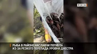 Fish Die-off in Naslavcea Due to Sudden Drop in Dniester Water Levels