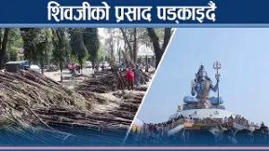 पोखरामा शिवरात्रीको छुट्टै रौनक, उखु पड्काएर उधुमै  - NEWS24 TV