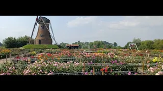 20260731 HB Dahliatuin Rekken
