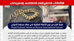 പാമ്പുകളെ വിമാനത്താവളം വഴി മസ്കറ്റിലേക്ക് കടത്താൻ ശ്രമം; ഒരാൾ പിടിയിൽ