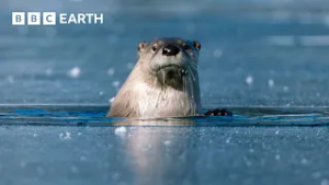 1 Hour of Yellowstone's Breathtaking Beauty | BBC Earth