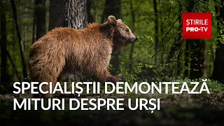 Why bears have moved from the mountains to the lowlands