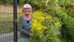 GOLDENROD for BLADDER ISSUES: How to use it as TEA