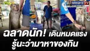 ลิงจ๋อ เป็นงาน! แกล้งเดินหมดแรง มาหาของกินฟรี มีจับมือขอด้วย