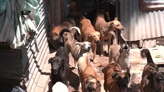 Dog shelter in Lourdes