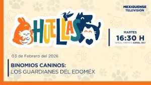 Binomios Caninos: Los guardianes del Edoméx | Huellas | 03-02-26