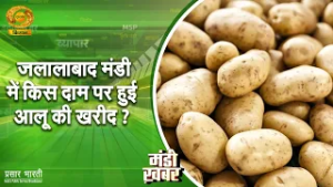 Mandi Khabar: जलालाबाद मंडी में किस दाम पर हुई आलू की ख़रीद ? | DD Kisan | 24/02/2026