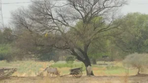 Accord commercial Inde-Etats-Unis : des relations normalisées... mais floues • FRANCE 24