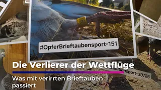 Pigeon racing: Protest and support in Dresden