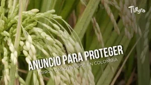 ? Medidas para proteger el arroz paddy verde en Colombia - TvAgro por Juan Gonzalo Angel